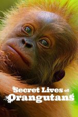 Nonton film Secret Lives of Orangutans (2024) Sub Indo