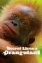 Nonton film Secret Lives of Orangutans (2024) Sub Indo