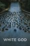Nonton film White God (2014) Sub Indo Nonton film White God (2014) Sub Indo