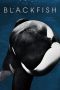 Nonton film Blackfish (2013) Sub Indo Nonton film Blackfish (2013) Sub Indo