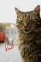Nonton film Kedi (2017) Sub Indo